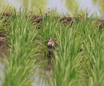 Greater Painted-snipe 大久保農耕地 Tue, 6/1/2021