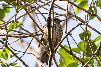 Brown-eared Bulbul 北九州市八幡西区香月の森公園 Sat, 2/6/2021