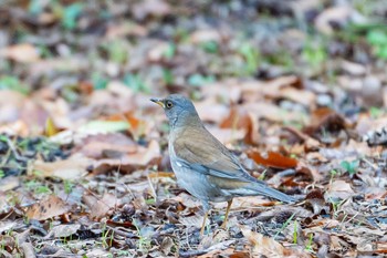 Pale Thrush 北九州市若松区頓田貯水池 Sat, 2/6/2021