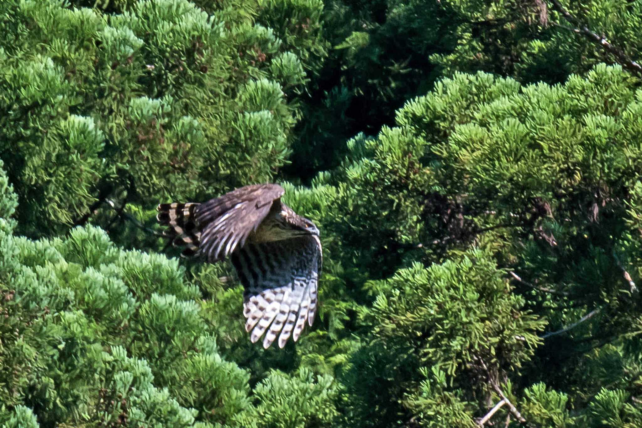 Photo of Mountain Hawk-Eagle at  by Tanago Gaia (ichimonji)