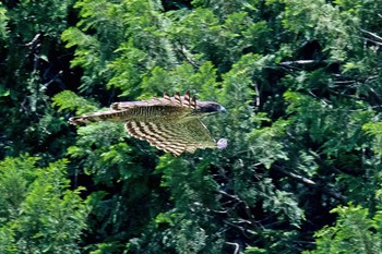 Mountain Hawk-Eagle Unknown Spots Mon, 5/31/2021