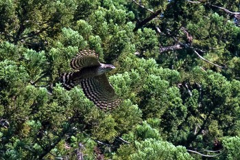 Mountain Hawk-Eagle Unknown Spots Mon, 5/31/2021