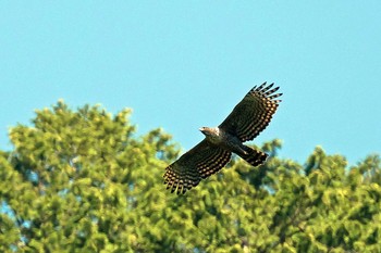 Mountain Hawk-Eagle Unknown Spots Mon, 5/31/2021