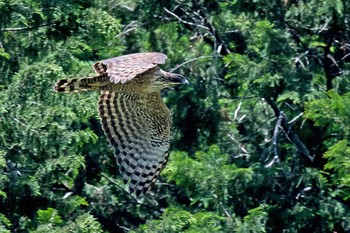 Mountain Hawk-Eagle Unknown Spots Mon, 5/31/2021