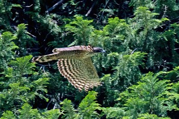 Mountain Hawk-Eagle Unknown Spots Mon, 5/31/2021