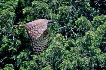 Mountain Hawk-Eagle Unknown Spots Mon, 5/31/2021