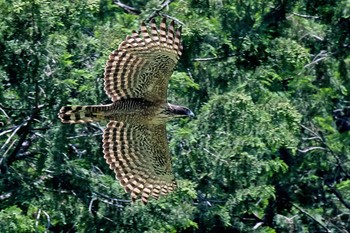 Mountain Hawk-Eagle Unknown Spots Mon, 5/31/2021