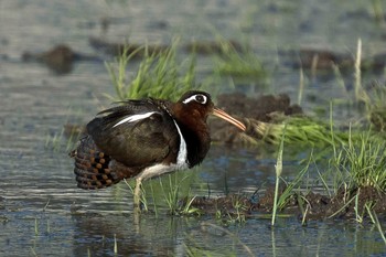 Greater Painted-snipe Unknown Spots Mon, 5/31/2021