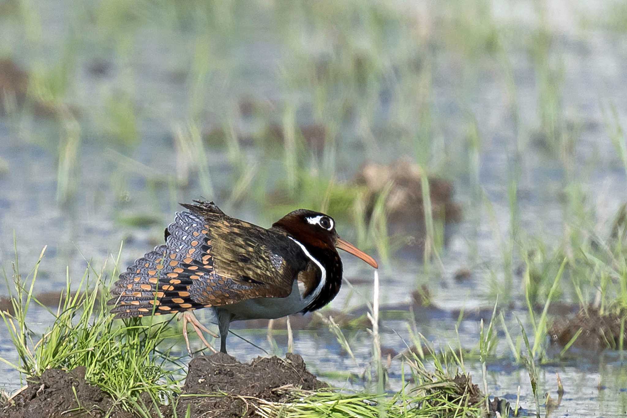 Photo of Greater Painted-snipe at  by Tanago Gaia (ichimonji)