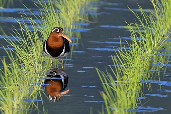 Greater Painted-snipe Unknown Spots Mon, 5/31/2021