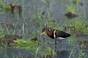 タマシギ 場所が不明 2021年5月31日(月)