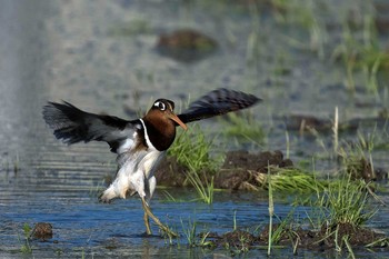 タマシギ 場所が不明 2021年5月31日(月)