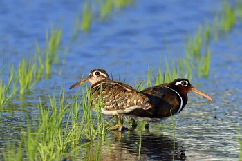 Greater Painted-snipe Unknown Spots Mon, 5/31/2021