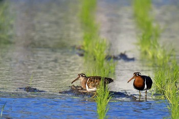 タマシギ 場所が不明 2021年5月31日(月)