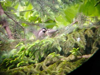 Tue, 6/1/2021 Birding report at あいの里公園