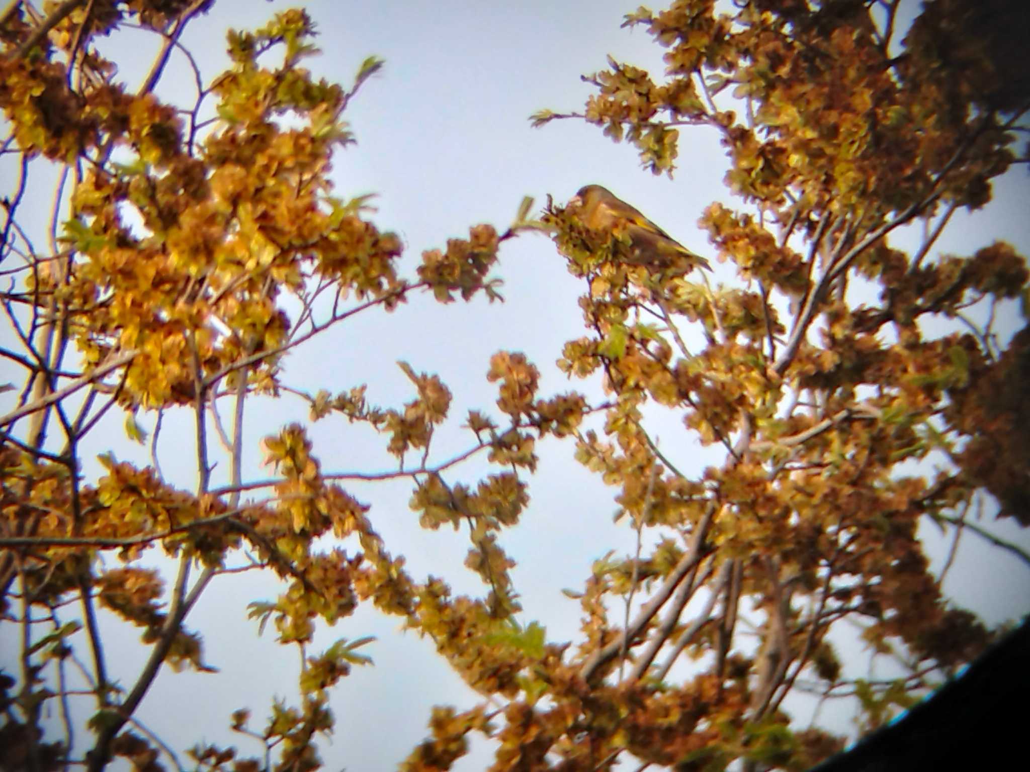 あいの里公園 カワラヒワの写真 by 謎の音高生