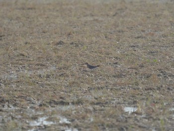 2021年6月1日(火) 潟ノ内(島根県松江市)の野鳥観察記録