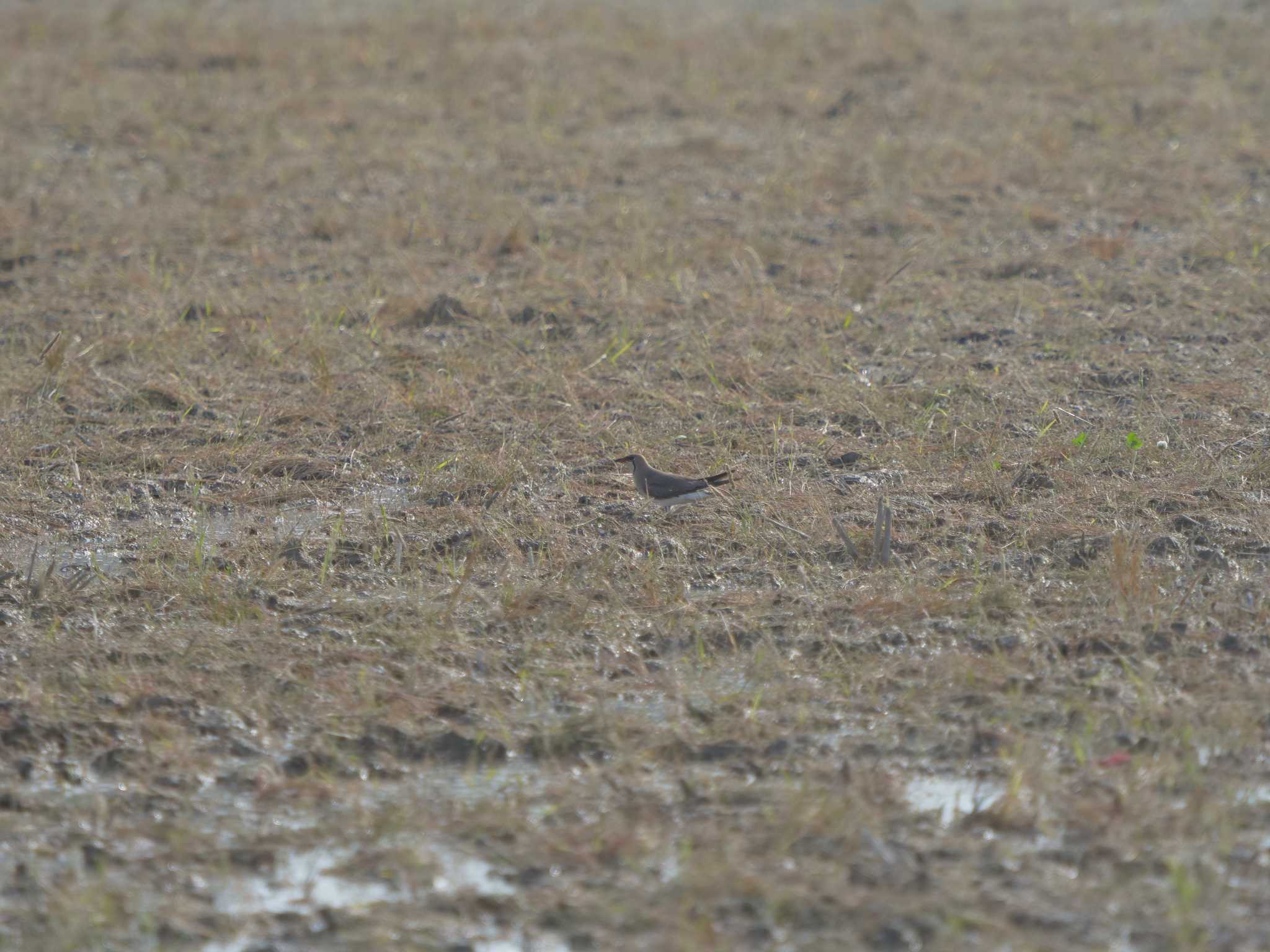 Photo of Oriental Pratincole at 潟ノ内(島根県松江市) by ひらも