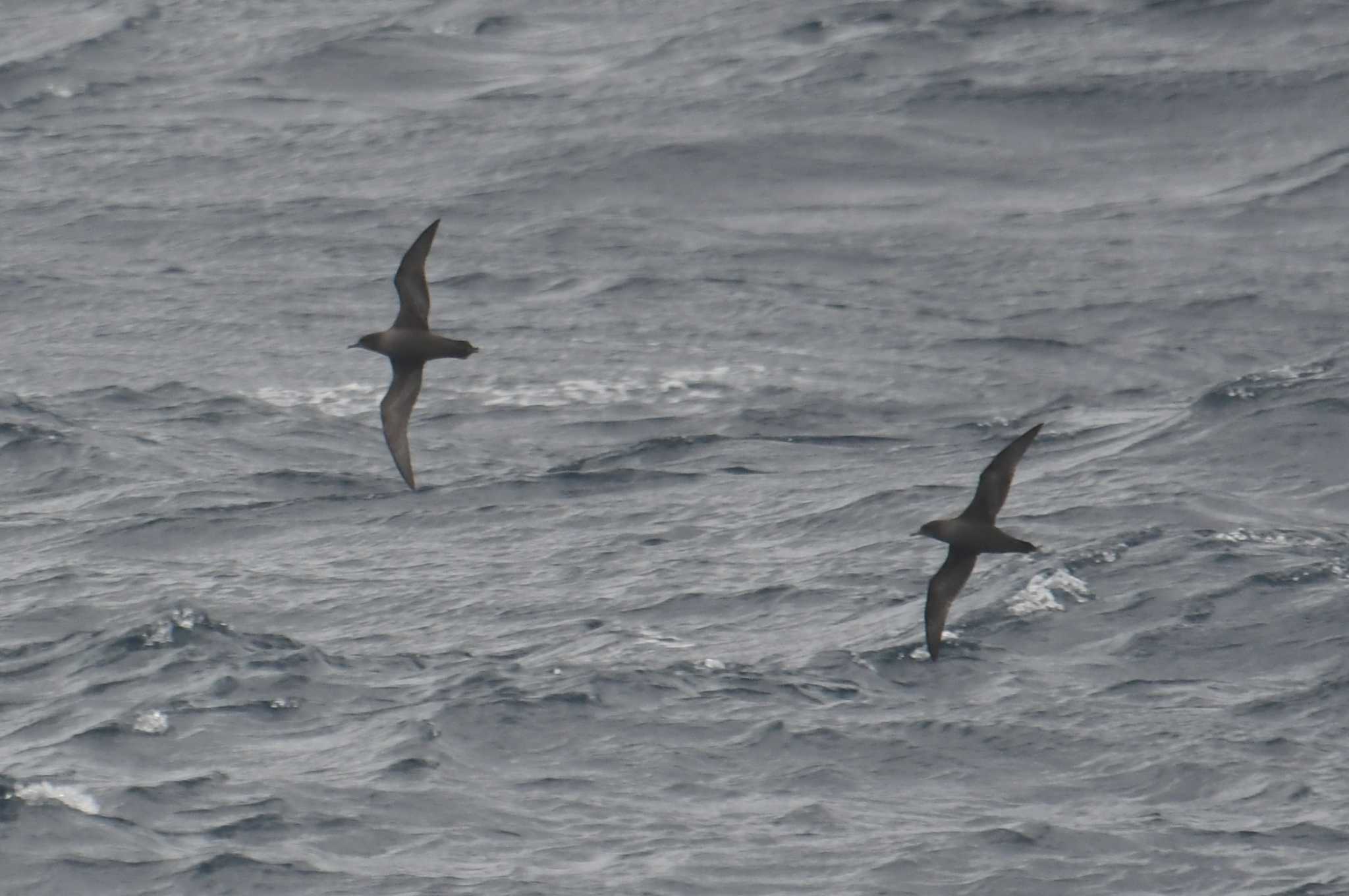 Short-tailed Shearwater