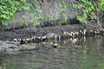 ササゴイ 長浜公園 2015年6月7日(日)