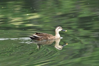 カルガモ 長浜公園 2015年6月7日(日)