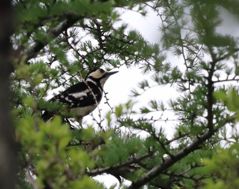 Great Spotted Woodpecker Senjogahara Marshland Tue, 6/1/2021