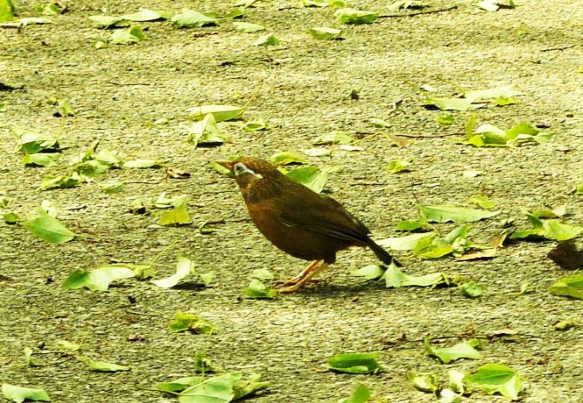 ガビチョウ