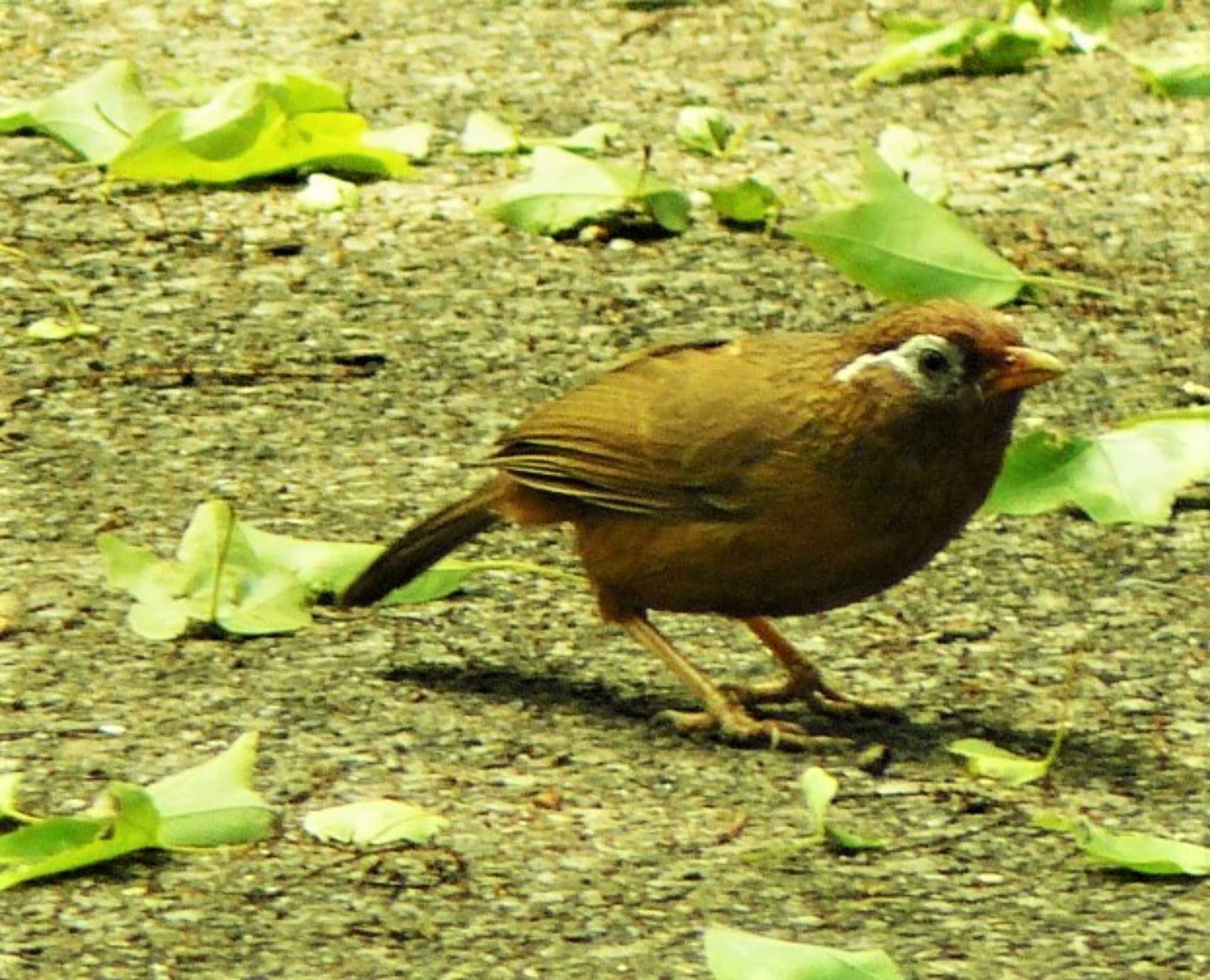 ガビチョウ