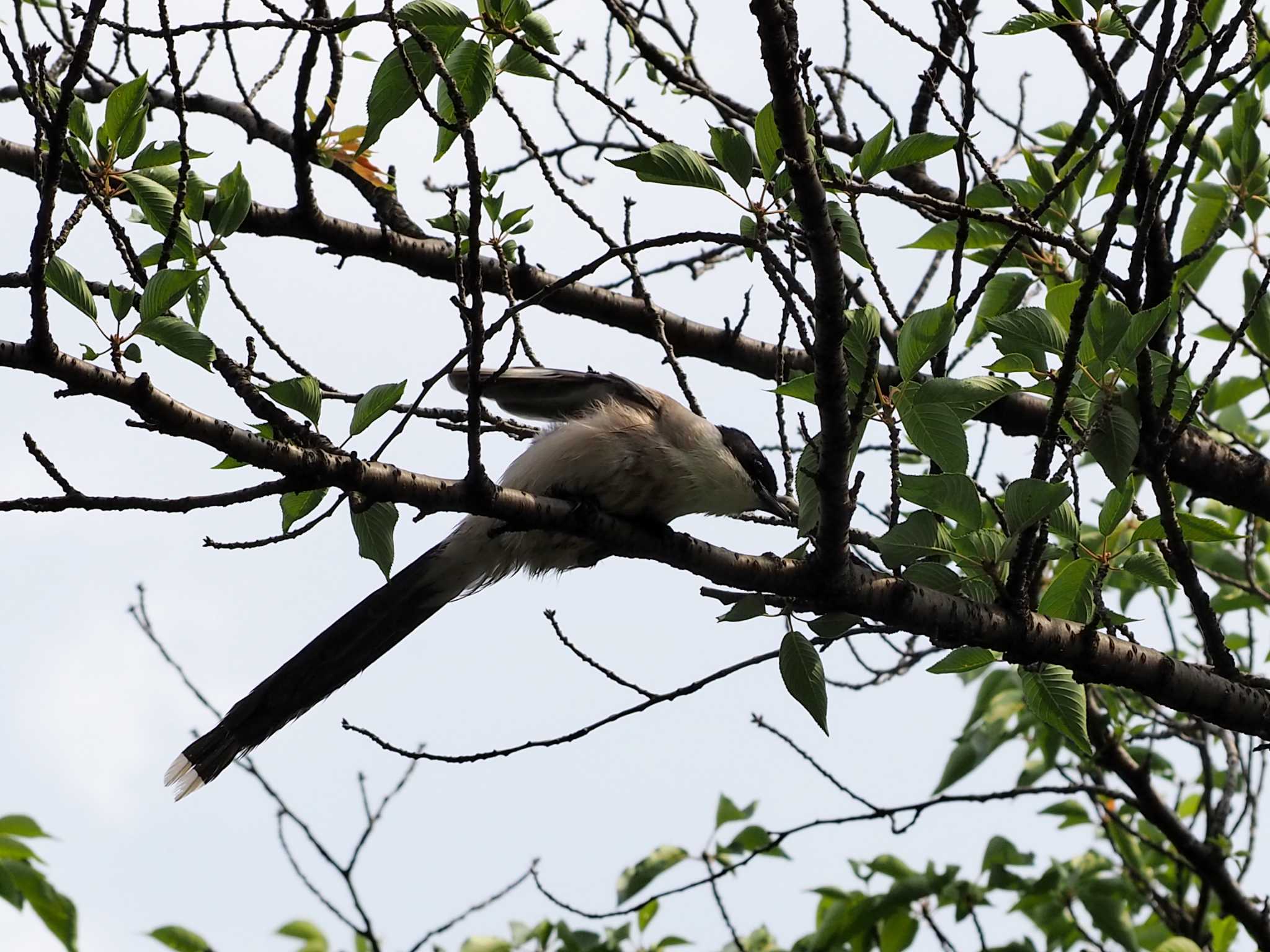 Azure-winged Magpie