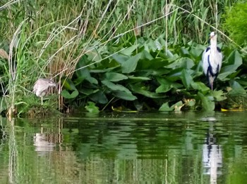 2021年5月30日(日) 都立浮間公園の野鳥観察記録