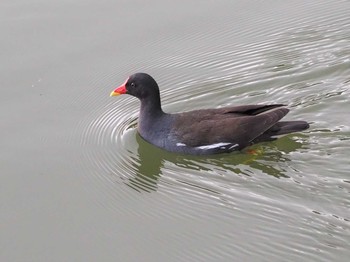 バン 都立浮間公園 2021年5月30日(日)