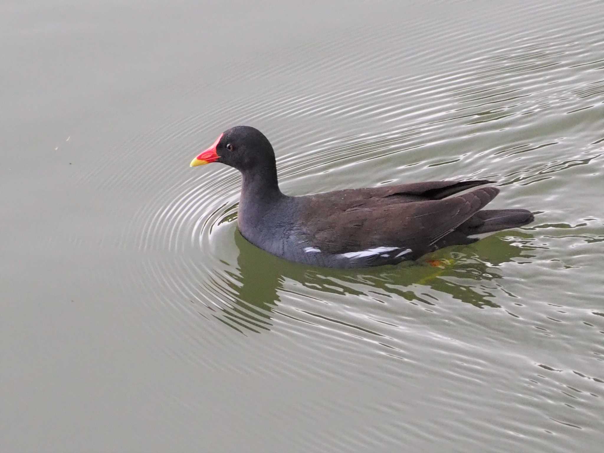 Common Moorhen