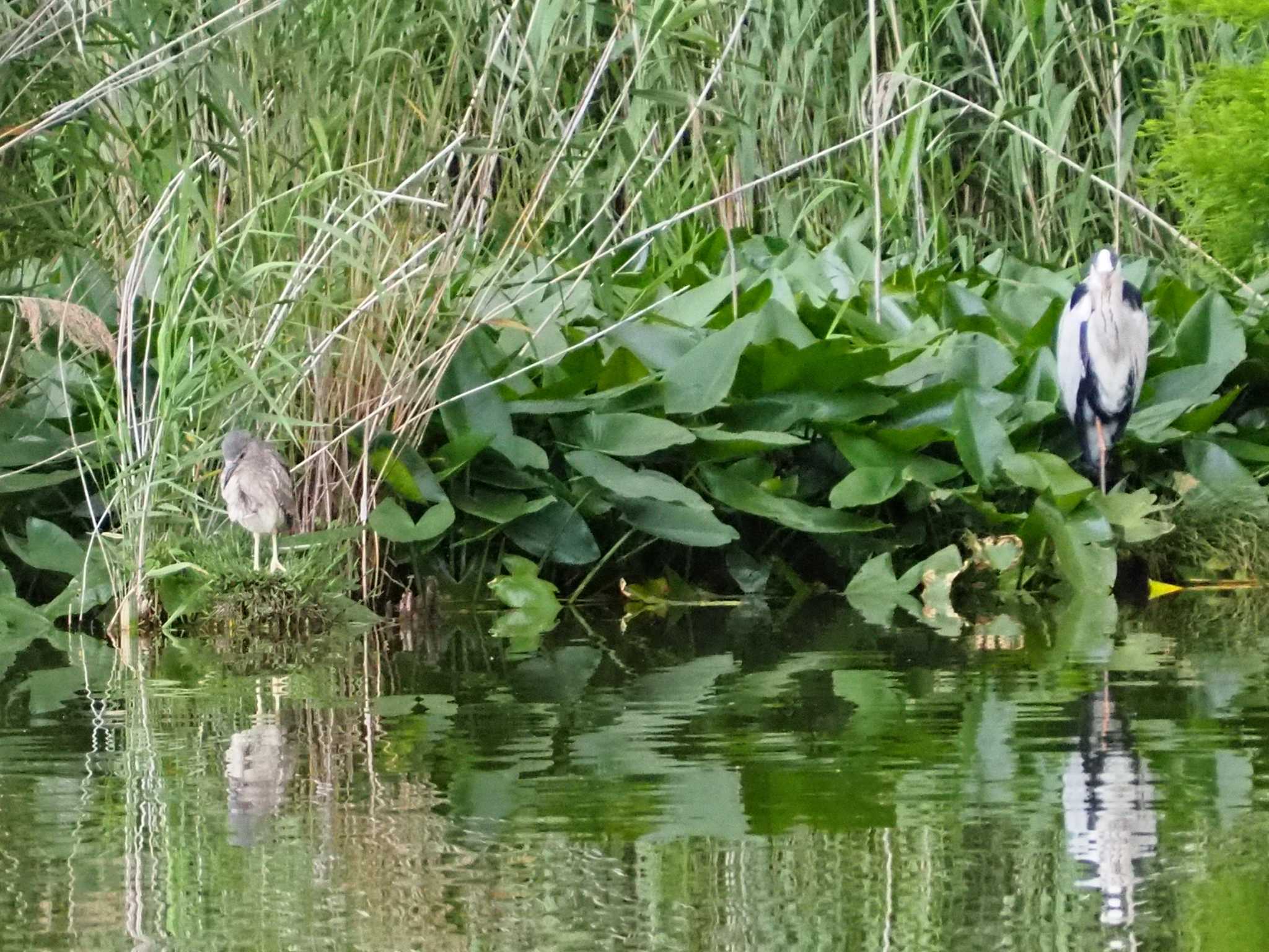 Grey Heron