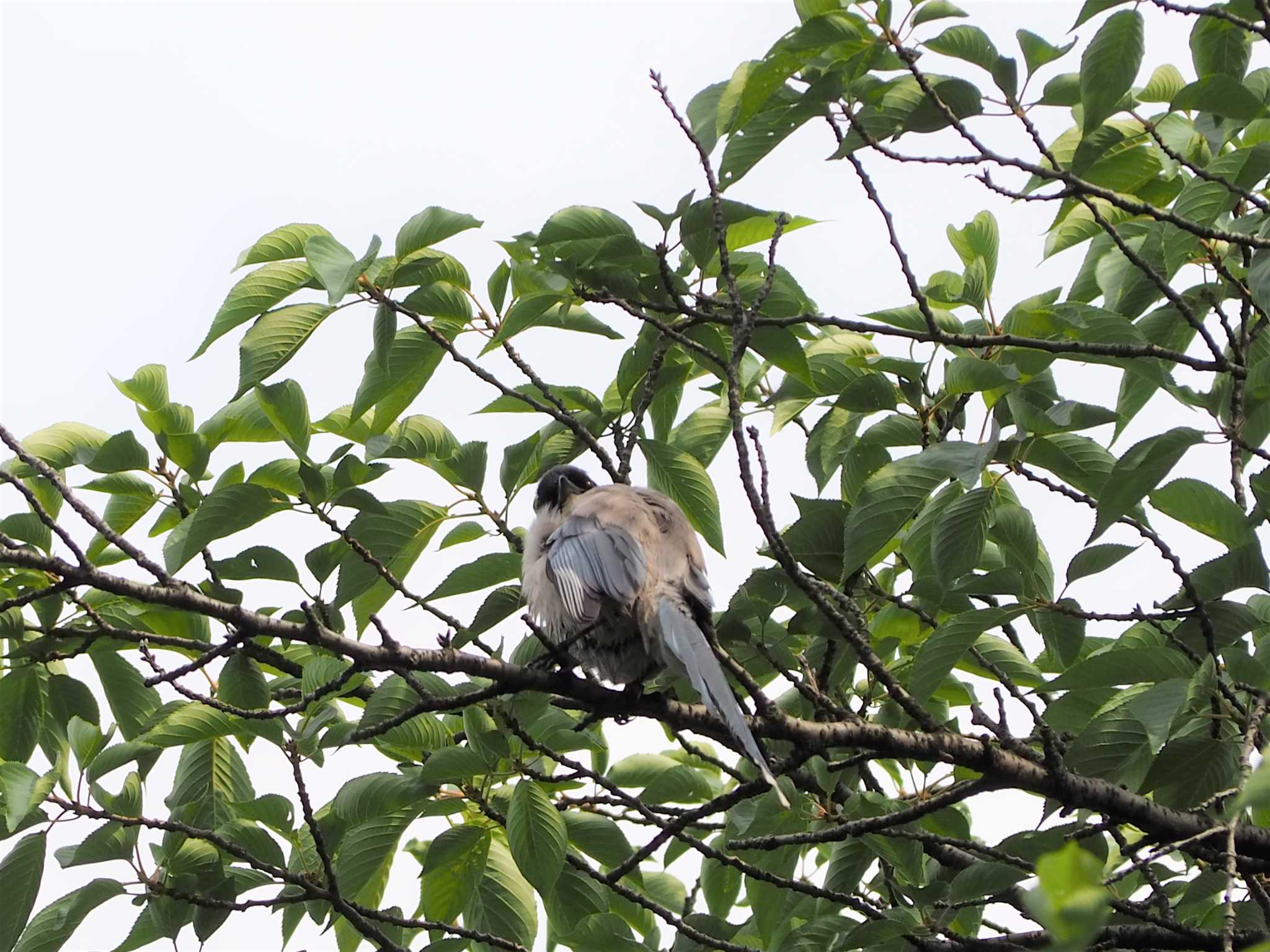 Azure-winged Magpie