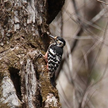 White-backed Woodpecker Togakushi Forest Botanical Garden Tue, 5/4/2021