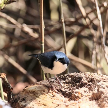 Siberian Blue Robin Yanagisawa Pass Sun, 5/9/2021