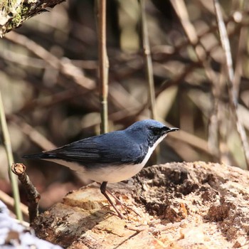 Siberian Blue Robin Yanagisawa Pass Sun, 5/9/2021