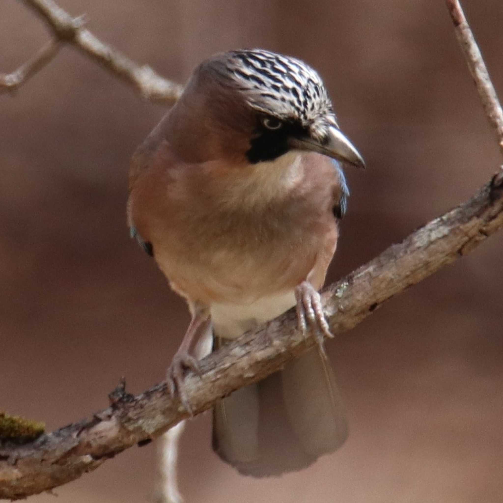 Photo of Eurasian Jay at Togakushi Forest Botanical Garden by HISA HISA