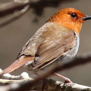 Japanese Robin Yanagisawa Pass Sun, 5/9/2021