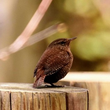 Eurasian Wren Togakushi Forest Botanical Garden Tue, 5/4/2021