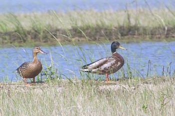 2021年6月1日(火) 愛知県知多市社山１丁目 34°59'46.7" 136°53'22.6"の野鳥観察記録