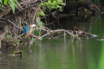 2021年6月2日(水) 福井緑地(札幌市西区)の野鳥観察記録