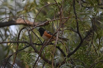 Spotted Towhee mexico Wed, 6/2/2021