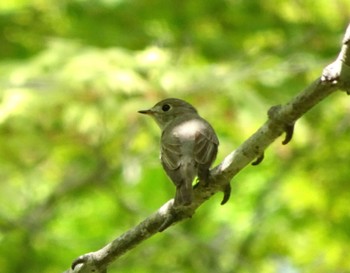 コサメビタキ 支笏湖野鳥の森 2021年6月2日(水)