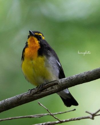 Narcissus Flycatcher 野幌森林公園 Mon, 5/31/2021