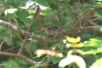 ウグイス みなくち子どもの森 2021年6月2日(水)