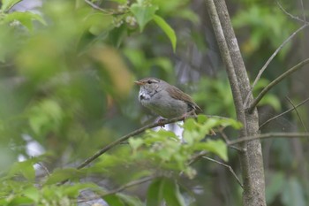 ウグイス みなくち子どもの森 2021年6月2日(水)