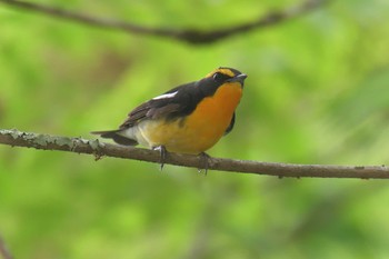 キビタキ みなくち子どもの森 2021年6月2日(水)