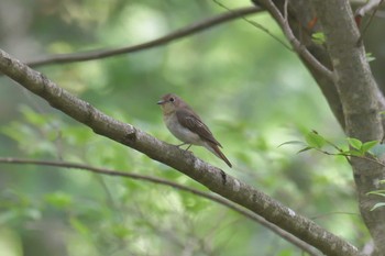 キビタキ みなくち子どもの森 2021年6月2日(水)