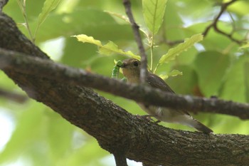 キビタキ みなくち子どもの森 2021年6月2日(水)